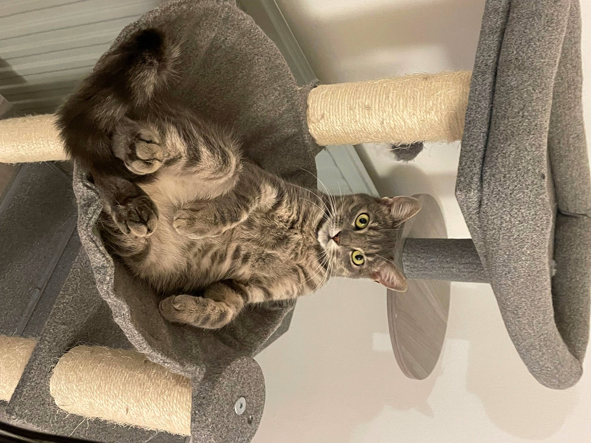 Siska participe au concours pour gagner de l'argent avec cette photo : armrest, car_seat, carnivore, cat, chair, comfort, companion_dog, felidae, fur, gesture, grey, metal, monochrome_photography, small_to_medium_sized_cats, still_life_photography, tail, toy, vehicle_door, whiskers, wood