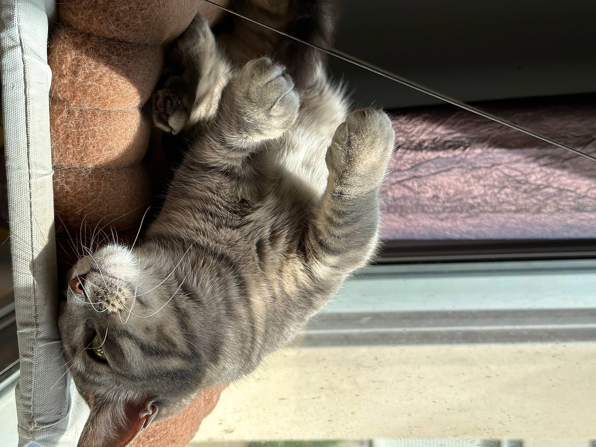 Siska a rejoint le concours — aidez-le/la à gagner de superbes lots ! carnivore, cat, claw, comfort, domestic_short_haired_cat, felidae, foot, fur, gesture, human_leg, leg, paw, small_to_medium_sized_cats, snout, tail, tints_and_shades, tree, whiskers, window, wood