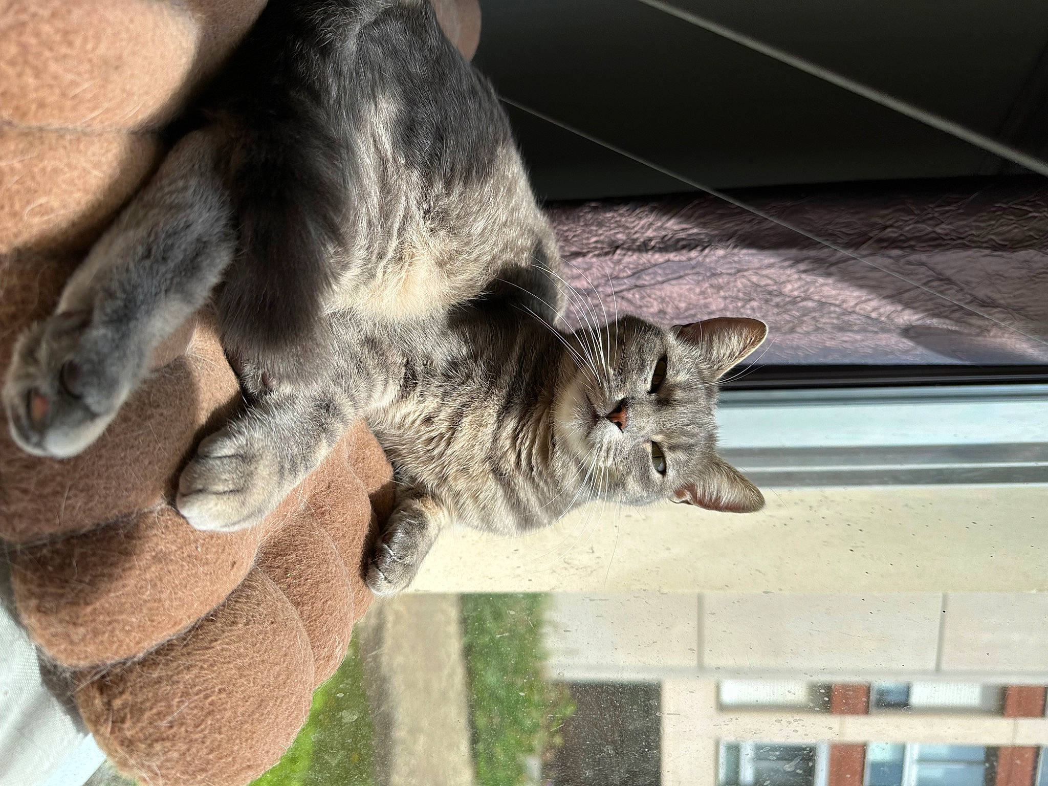 Siska a rejoint le concours — aidez-le/la à gagner de superbes lots ! art, claw, felidae, fur, marsupial, plant, snout, tail, terrestrial_animal, tree, vertebrate, wildlife, window