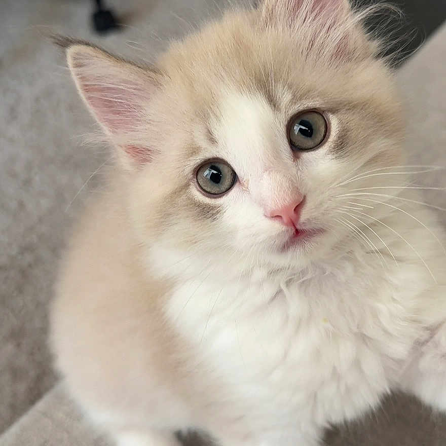 Tsuki