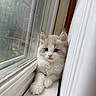 Tsuki joined the competition — help win amazing prizes! kitten, cat, windowsill, window, indoor, fluffy, curious, pet, animal, soft_light, furry, young, cute, domestic_cat, resting, white, gray, closeup, portrait, cozy