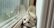 Tsuki is registered to the contest to win money with this photo: kitten, cat, window, windowsill, stretching, curious, indoor, fur, animal, pet, cute, small, blue_eyes, white, soft_light, reflection, closeup, young, cozy, domestic