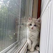 Tsuki joined the competition — help win amazing prizes! kitten, cat, fluffy, window, reflection, indoor, curious, blue_eyes, white_fur, soft_light, resting, young_animal, pet, cute, small, animal, domestic_cat, looking, sitting, cozy