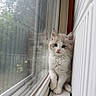 kitten, cat, fluffy, window, reflection, indoor, curious, blue_eyes, white_fur, soft_light, resting, young_animal, pet, cute, small, animal, domestic_cat, looking, sitting, cozy