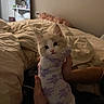 Tsuki joined the competition — help win amazing prizes! kitten, cat, towel, bed, pillow, hands, indoor, cozy, cute, furry, animal, pet, rest, snug, soft, beige, purple, white, comfort, blanket
