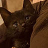animal, black_kitten, blurred_background, brown_sweater, cat, close_up, cozy, curious, cute, ears, eyes, feline, furry, hand, holding, indoor, pet, portrait, soft_light, young_cat