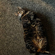 Nala joined the competition — help win amazing prizes! cat, tabby, feline, pet, lying_down, carpet, indoor, sunlight, relaxed, fluffy, fur, whiskers, paw, tail, sleepy, cozy, home, animal, cute, resting