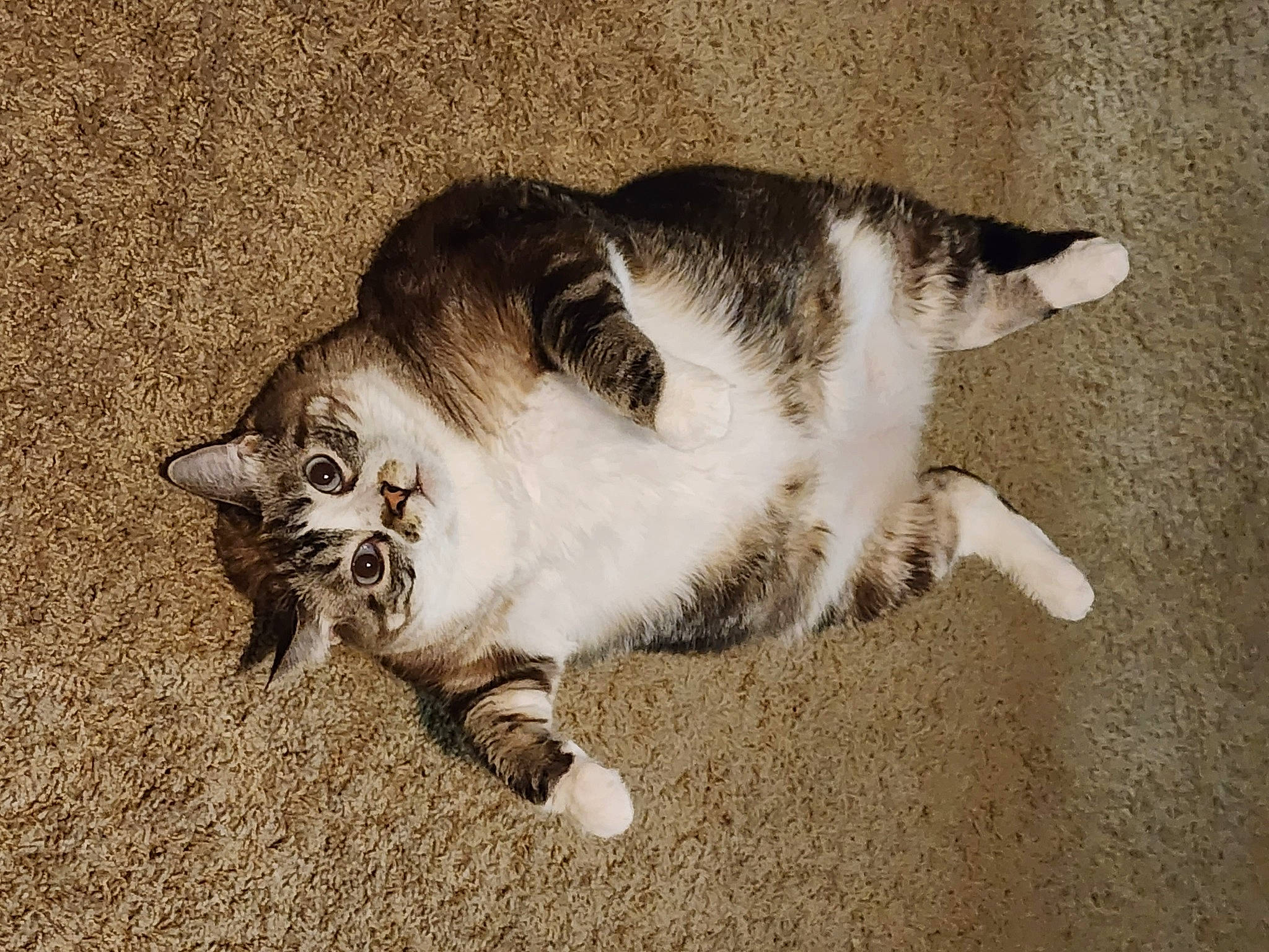 Nala is registered to the contest to win money with this photo: carnivore, cat, claw, comfort, domestic_short_haired_cat, felidae, flooring, foot, fur, human_leg, paw, sand, shadow, sitting, small_to_medium_sized_cats, tail, terrestrial_animal, whiskers, wood