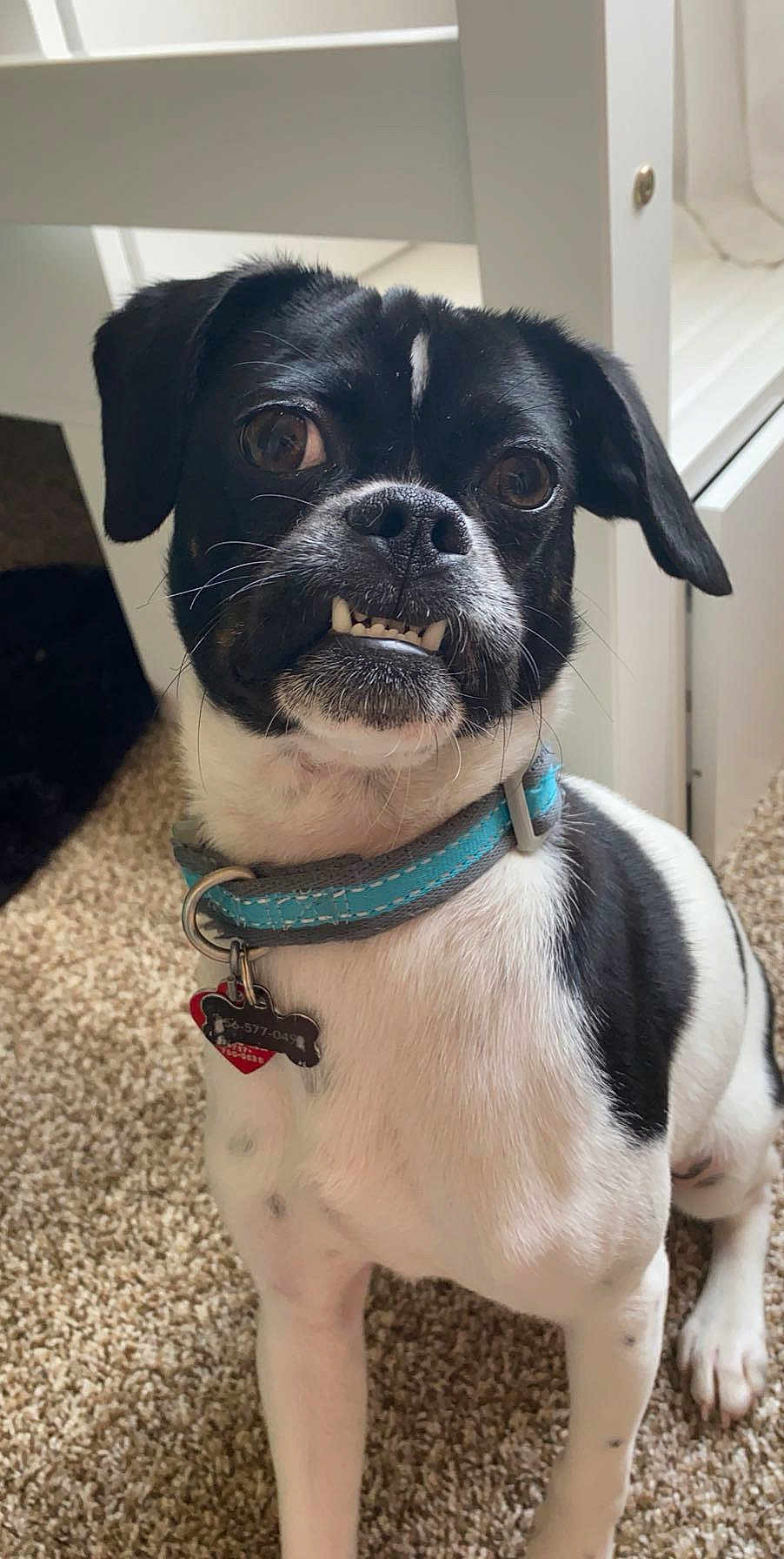 Baxter