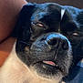 Baxter joined the competition — help win amazing prizes! dog, close_up, black_and_white, resting, sleepy, tongue_out, pet, animal, face, canine, fur, whiskers, human_arm, fabric, indoor, cute, expression, nose, head, relaxed
