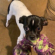Baxter is registered to the contest to win money with this photo: dog, toy, rope_toy, couch, brown_couch, black_and_white_dog, small_dog, pet, indoor, playful, tail_wagging, close_up, excited, animal, canine, furniture, home, cute, looking_at_camera, expressive_eyes