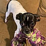 dog, toy, rope_toy, couch, brown_couch, black_and_white_dog, small_dog, pet, indoor, playful, tail_wagging, close_up, excited, animal, canine, furniture, home, cute, looking_at_camera, expressive_eyes