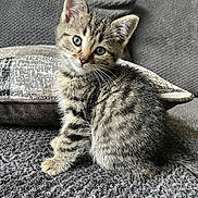 Milo is registered to the contest to win money with this photo: kitten, cat, tabby, pet, cute, feline, indoor, couch, pillow, fur, whiskers, ears, eyes, young, animal, domestic, sitting, gray, striped, cozy
