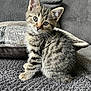 kitten, cat, tabby, pet, cute, feline, indoor, couch, pillow, fur, whiskers, ears, eyes, young, animal, domestic, sitting, gray, striped, cozy