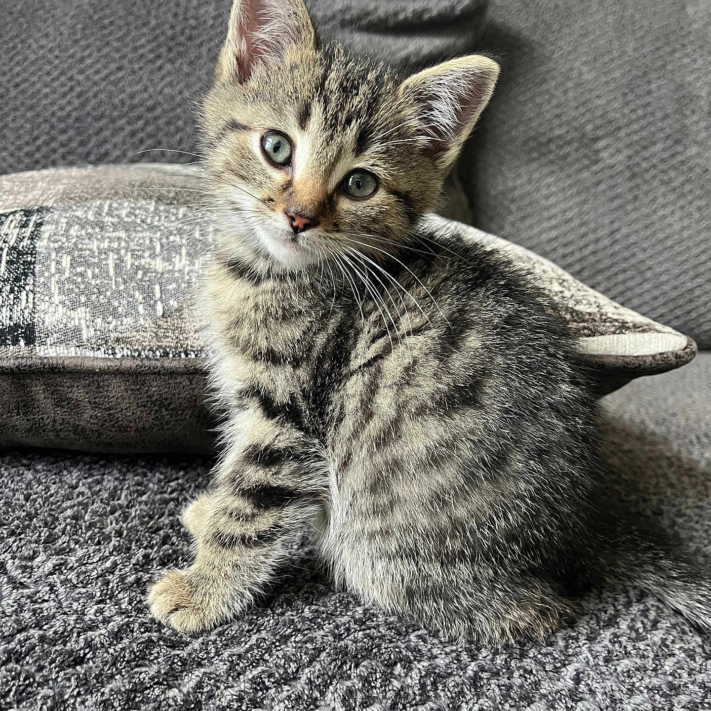 Milo is registered to the contest to win money with this photo: animal, cat, couch, cozy, cute, domestic, ears, eyes, feline, fur, gray, indoor, kitten, pet, pillow, sitting, striped, tabby, whiskers, young