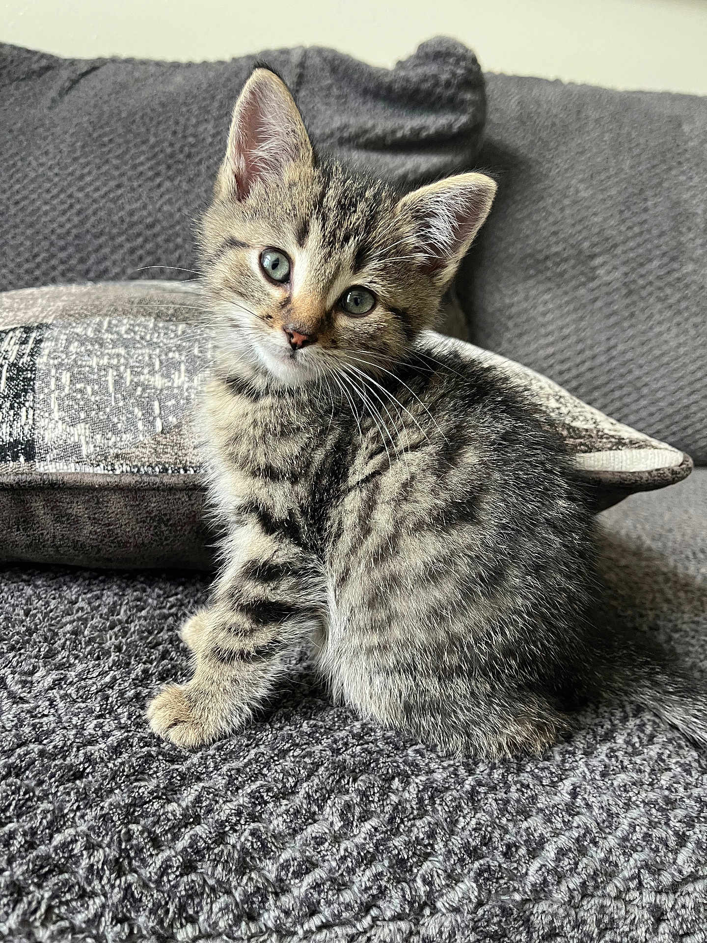 Milo is registered to the contest to win money with this photo: kitten, cat, tabby, pet, cute, feline, indoor, couch, pillow, fur, whiskers, ears, eyes, young, animal, domestic, sitting, gray, striped, cozy