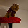 animal, bow, cat, cat_tree, contemplative, domestic_cat, ears, feline, fur, ginger_cat, indoor, perched, pet, plush, quiet, red_bow, shadow, sitting, soft_lighting, whiskers