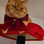 Roni joined the competition — help win amazing prizes! animal, black, cat, cat_tree, close_up, cute, domestic_cat, feline, fur, ginger_cat, indoor, lazy, looking_down, pet, plush, portrait, red, red_bow, relaxed, whiskers