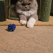 Ruby joined the competition — help win amazing prizes! animal, blue, carpet, carpeted, cat, cat_house, cozy, cute, domestic, fluffy, furniture, gray, indoor, paw, pet, playful, relaxed, resting, toy, white