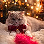 Ruby is registered to the contest to win money with this photo: animal, bell, blanket, bokeh, bow, cat, closeup, cozy, cute, decor, fluffy, furry, holiday, indoor, lights, pet, pink_feather, playful, relaxed, toy