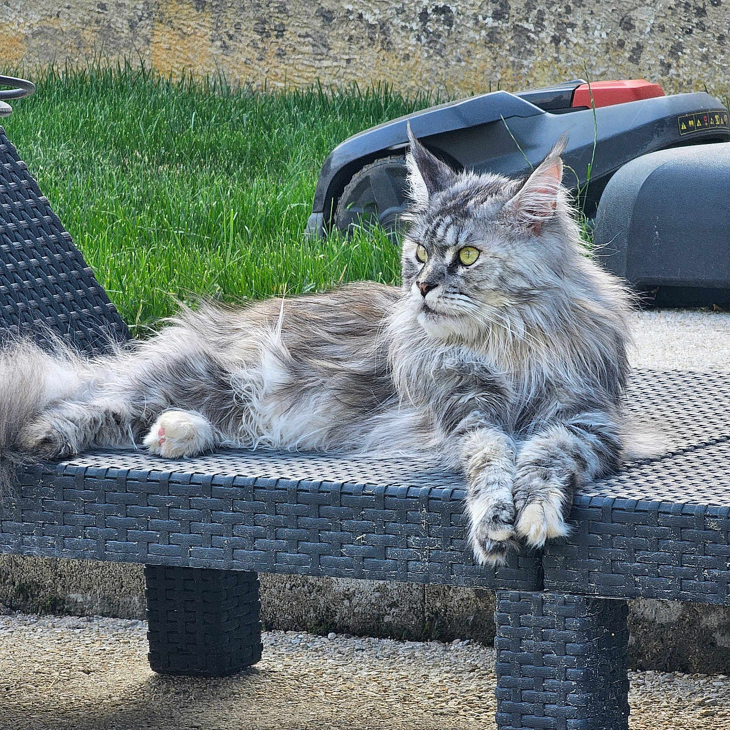 Udia participe au concours pour gagner de l'argent avec cette photo : animal, bench, cat, domestic_cat, feline, fluffy, fur, garden, grass, maine_coon_cat, mammal, nature, outdoor, paw, pet, portrait, relaxed, resting, side_view, yellow_eyes