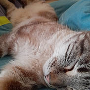 Mini Loup a rejoint le concours — aidez-le/la à gagner de superbes lots ! animal_face, blanket, blue, cat, close_up, cozy, cute, domestic_animal, fur_pattern, furry, home, indoor, pet, pink_nose, relaxed, resting, sleeping, soft, tabby, whiskers