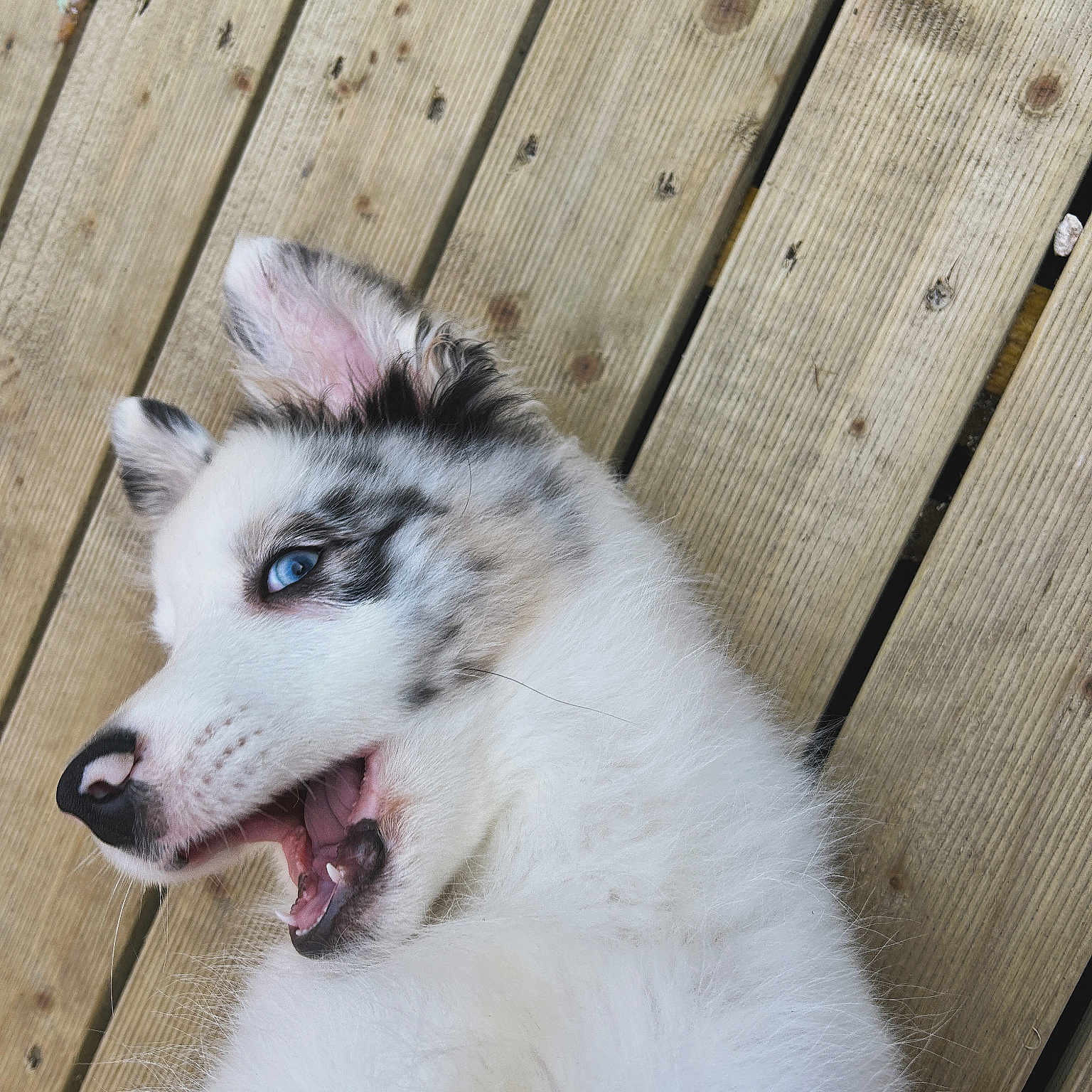 Viktor participe au concours pour gagner de l'argent avec cette photo : animal, blue_eyes, canine, close_up, cute, dog, ears, fur, gray_fur, happy, mouth_open, nose, outdoor, pet, playful, puppy, tongue, white_fur, wooden_deck, young_dog