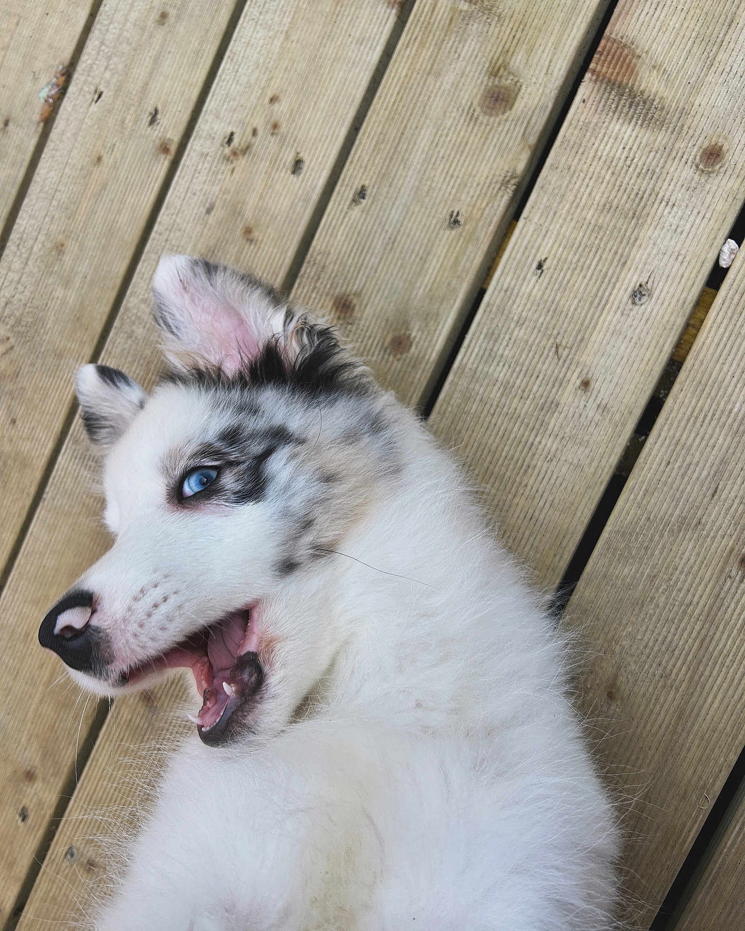 Viktor participe au concours pour gagner de l'argent avec cette photo : puppy, dog, blue_eyes, white_fur, gray_fur, wooden_deck, playful, mouth_open, close_up, pet, animal, cute, fur, outdoor, young_dog, canine, tongue, ears, nose, happy