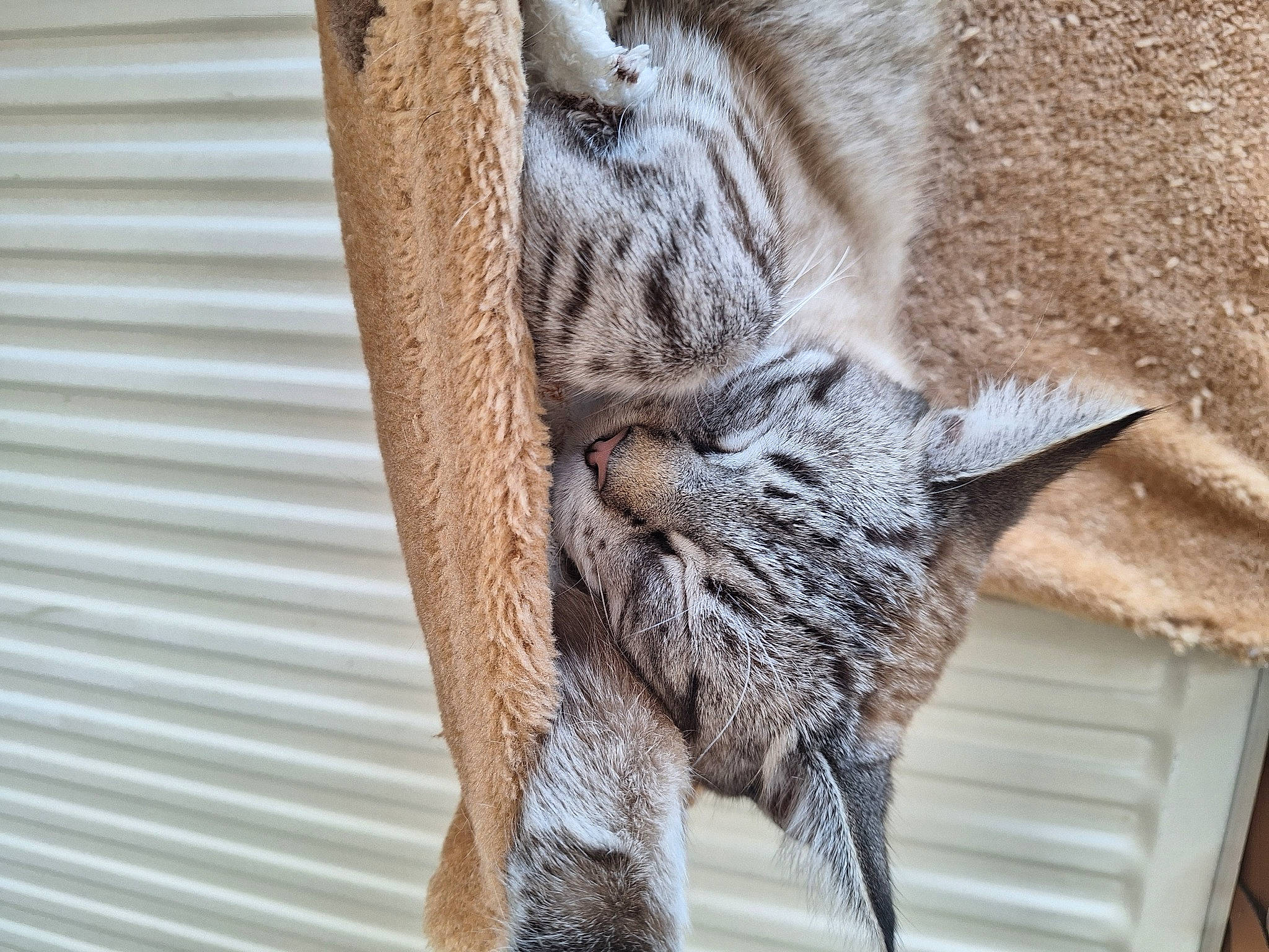 Olaf participe au concours pour gagner de l'argent avec cette photo : carnivore, cat, claw, curtain, domestic_short_haired_cat, felidae, fur, grey, pattern, small_to_medium_sized_cats, snout, tail, terrestrial_animal, whiskers, wildlife, window, wood