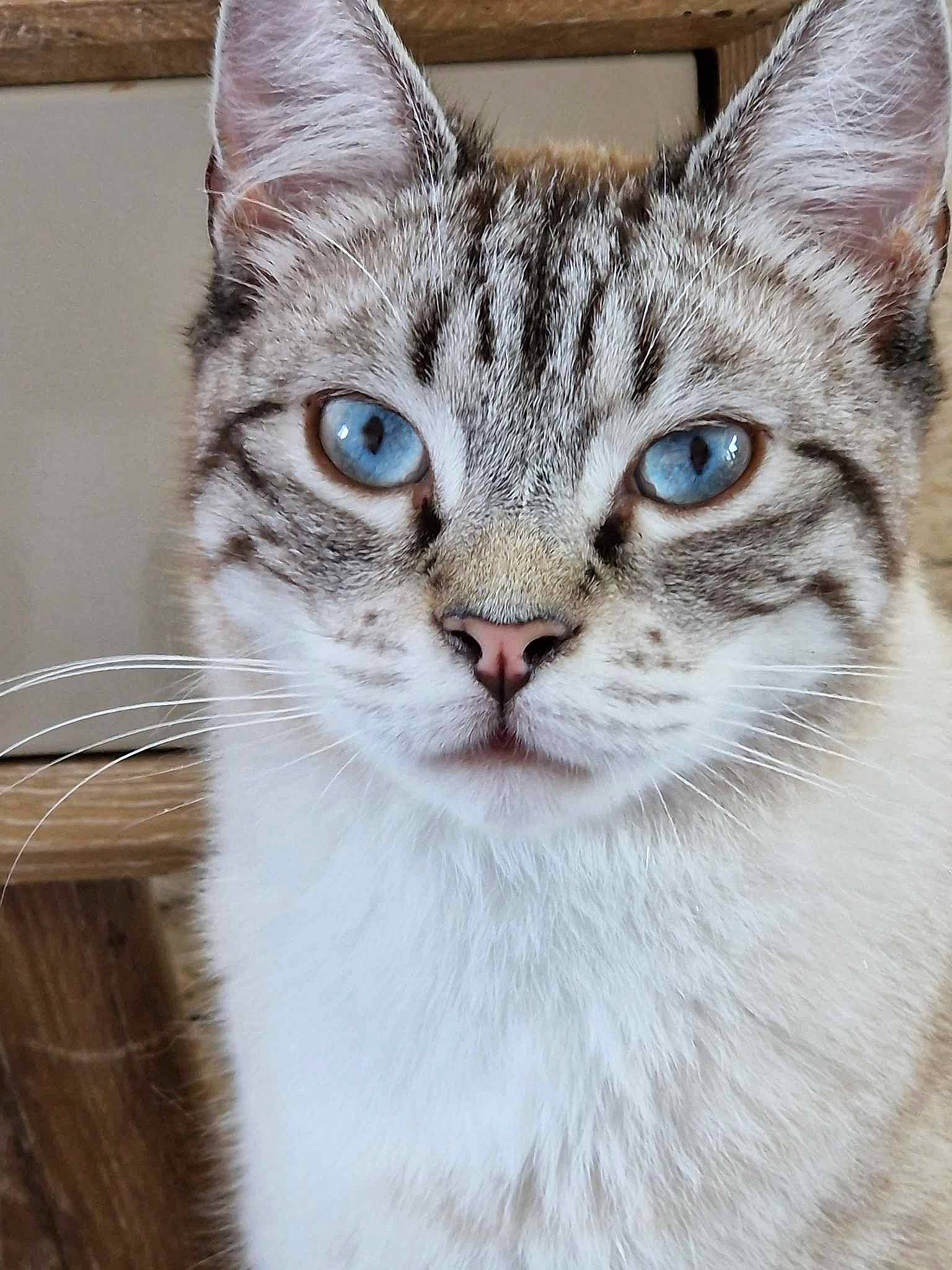 Olaf a rejoint le concours — aidez-le/la à gagner de superbes lots ! carnivore, cat, claw, collar, domestic_short_haired_cat, door, ear, eye, felidae, fur, iris, paw, small_to_medium_sized_cats, snout, tail, terrestrial_animal, tree, whiskers, wildlife, window