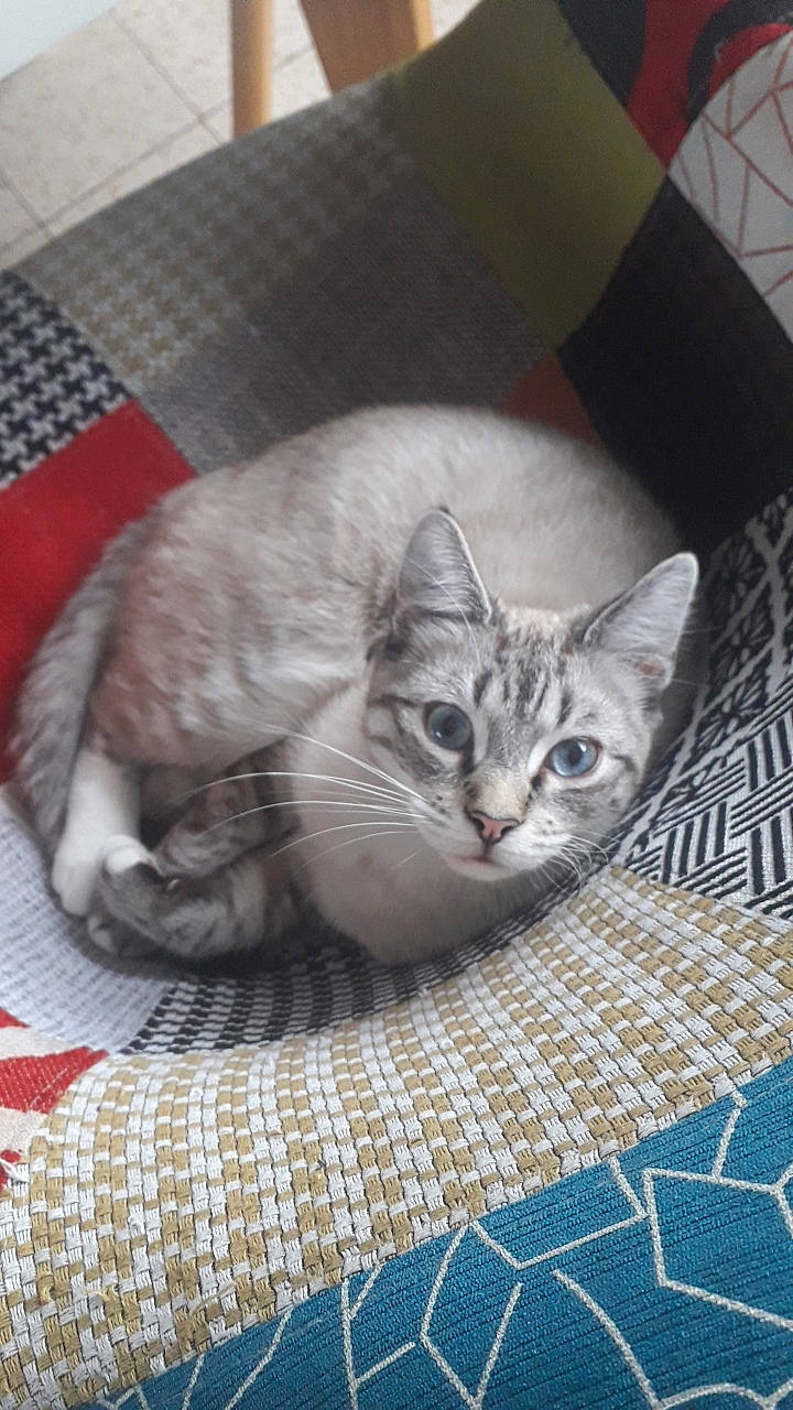 Olaf a rejoint le concours — aidez-le/la à gagner de superbes lots ! box, carnivore, cat, cat_bed, cat_supply, comfort, domestic_short_haired_cat, felidae, fur, grey, linens, pattern, paw, small_to_medium_sized_cats, whiskers, woven_fabric