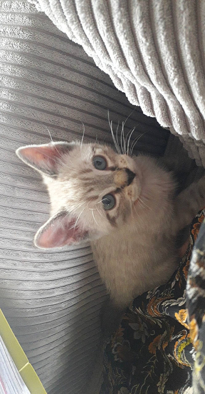 Olaf a rejoint le concours — aidez-le/la à gagner de superbes lots ! animal_shelter, carnivore, cat, claw, domestic_short_haired_cat, fawn, felidae, fur, paw, plant, small_to_medium_sized_cats, snout, tail, whiskers, wood