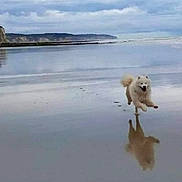 Pymja participe au concours pour gagner de l'argent avec cette photo : dog, beach, water, reflection, cloudy_sky, cliffs, running, wet_sand, outdoor, nature, animal, canine, landscape, shoreline, happy, motion, coast, sky, daytime, playful