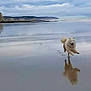 dog, beach, water, reflection, cloudy_sky, cliffs, running, wet_sand, outdoor, nature, animal, canine, landscape, shoreline, happy, motion, coast, sky, daytime, playful