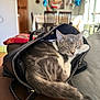 Jerry is registered to the contest to win money with this photo: cat, sleeping, handbag, indoor, couch, cozy, pet, fur, tail, relaxed, domestic, furniture, home, resting, animal, cute, gray, white, soft, nap