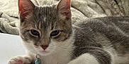 Jerry joined the competition — help win amazing prizes! cat, gray_cat, white_cat, pet, feline, paw, paw_pads, collar, bell, sleepy, relaxed, indoors, blanket, paper, closeup, whiskers, ears, fur, domestic_animal, cute