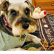 Annie Marie joined the competition — help win amazing prizes! dog, pet, indoor, clothing, shirt, floral, bed, blanket, plush_toy, furniture, drawer, carpet, collar, tag, cute, animal, resting, looking, cozy, room