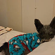 Cupid joined the competition — help win amazing prizes! animal, bed, blanket, clothing, comfort, cozy, cute, dog, ears, fabric, fur, furry, home, indoor, pajamas, pet, relaxing, resting, sleepy, small_dog