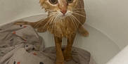 Eenie is registered to the contest to win money with this photo: cat, orange_cat, wet, bathtub, water, towel, indoor, animal, pet, fur, wide_eyes, bathroom, surprised, domestic_cat, whiskers, ears, looking_up, closeup, feline, dripping