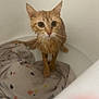 cat, orange_cat, wet, bathtub, water, towel, indoor, animal, pet, fur, wide_eyes, bathroom, surprised, domestic_cat, whiskers, ears, looking_up, closeup, feline, dripping