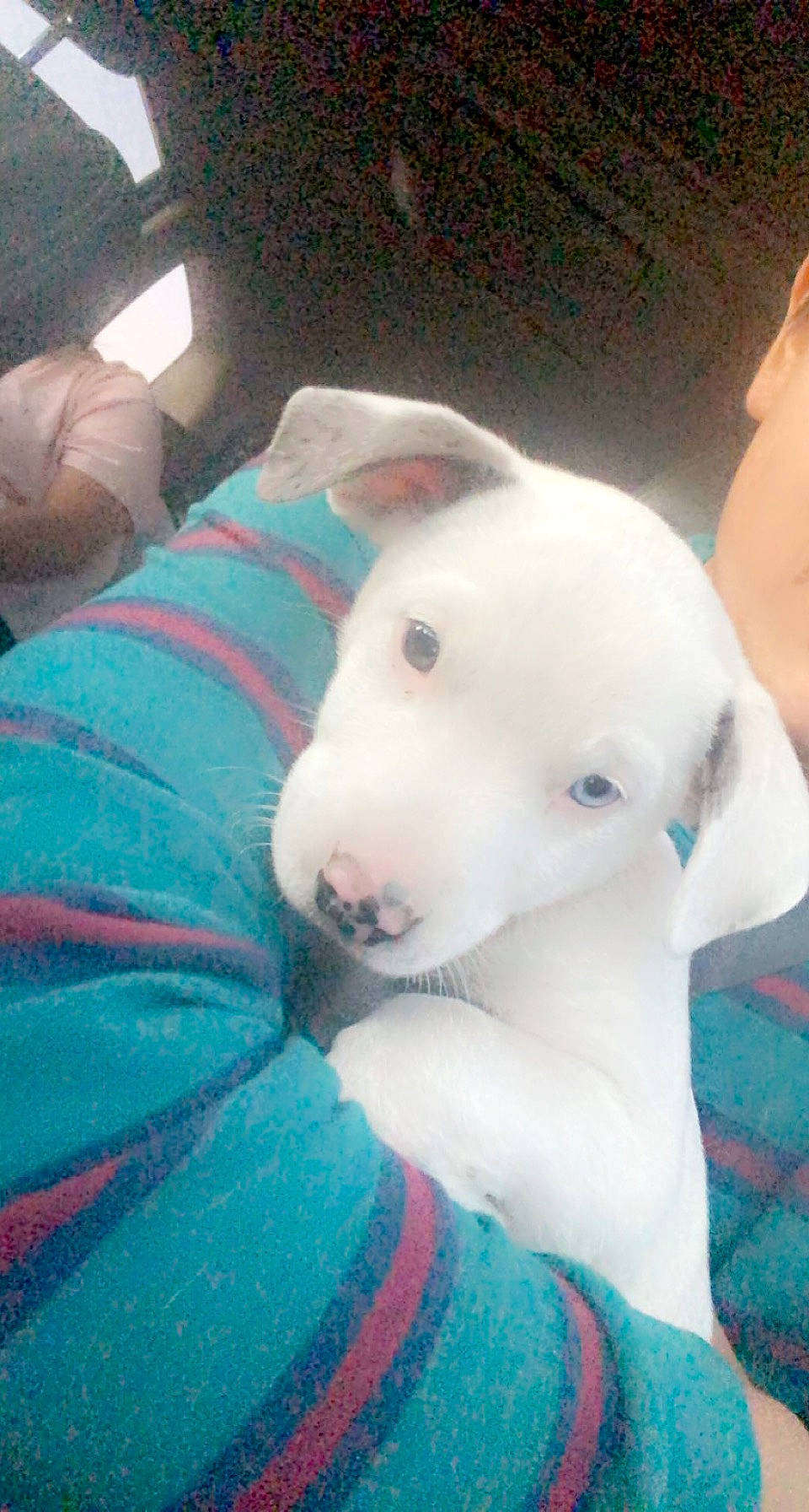 Dasher joined the competition — help win amazing prizes! american_pit_bull_terrier, canidae, carnivore, dog, dog_breed, dogo_argentino, dogo_guatemalteco, fawn, gull_terr, mammal, non_sporting_group, nose, pit_bull, rajapalayam, vertebrate