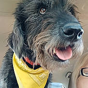 Henry is registered to the contest to win money with this photo: dog, bandana, yellow, close_up, tongue_out, car_interior, happy, pet, scruffy, fur, ears, nose, mouth, person, glasses, seat, window, sunlight, animal, companion