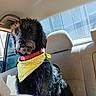 backseat, bandana, black_dog, bright, canine, car_interior, collar, curious, daytime, dog, domestic_animal, fur, looking, pet, seat, sitting, sunlight, vehicle, window, yellow_bandana