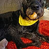 animal, bandana, black_dog, blanket, canine, companion, couch, dog, floor, fur, home, indoor, mammal, pet, red_blanket, relaxed, resting, snack, treat, yellow_bandana