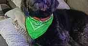 Henry joined the competition — help win amazing prizes! bandana, black_dog, blanket, canine, companion, couch, cozy, dog, domestic_animal, fluffy, fur, green_bandana, home, indoor, laying_down, pet, pillows, portrait, relaxed, resting