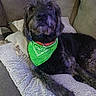 bandana, black_dog, blanket, canine, companion, couch, cozy, dog, domestic_animal, fluffy, fur, green_bandana, home, indoor, laying_down, pet, pillows, portrait, relaxed, resting