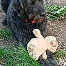 animal, black_dog, canine, collar, cute, dirt, dog, fluffy, fur, grass, looking_away, nature, outdoor, paw, pet, pet_toy, playful, relaxed, teddy_bear, toy