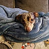 Cuda joined the competition — help win amazing prizes! dog, blanket, couch, cozy, pet, snuggled, fur, ears, face, animal, resting, indoor, domestic, cute, comfort, home, soft, warm, relaxed, looking