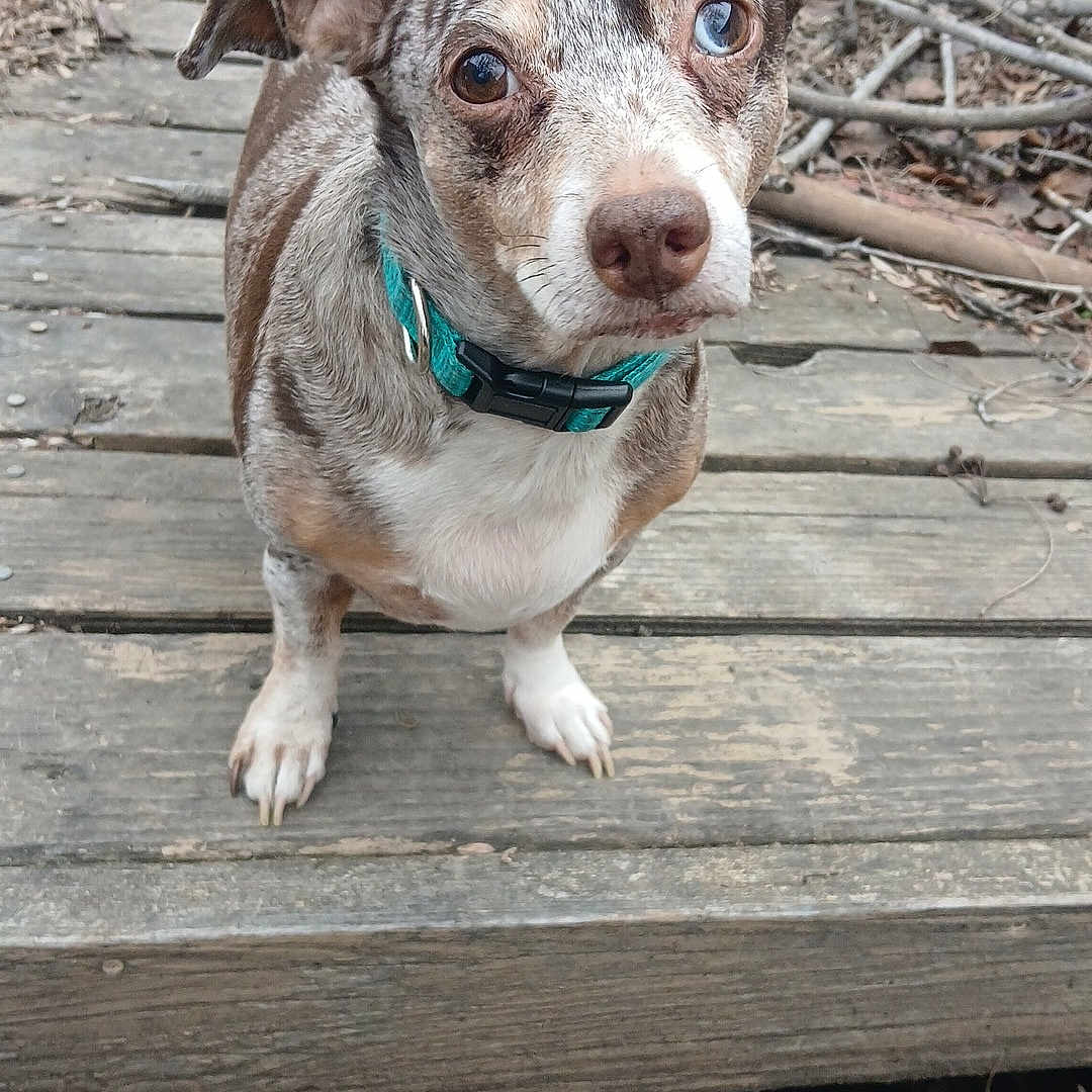 Cuda joined the competition — help win amazing prizes! dog, canine, pet, outdoor, wooden_deck, leaves, branches, curious, brown_white_coat, blue_eye, collar, animal, nature, ears, snout, paws, looking_up, daylight, wood, outdoors
