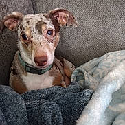 Cuda joined the competition — help win amazing prizes! dog, merle, pet, cozy, blanket, couch, indoor, fur, ears, collar, cute, animal, snuggle, resting, comfort, portrait, small_dog, looking, brown, white